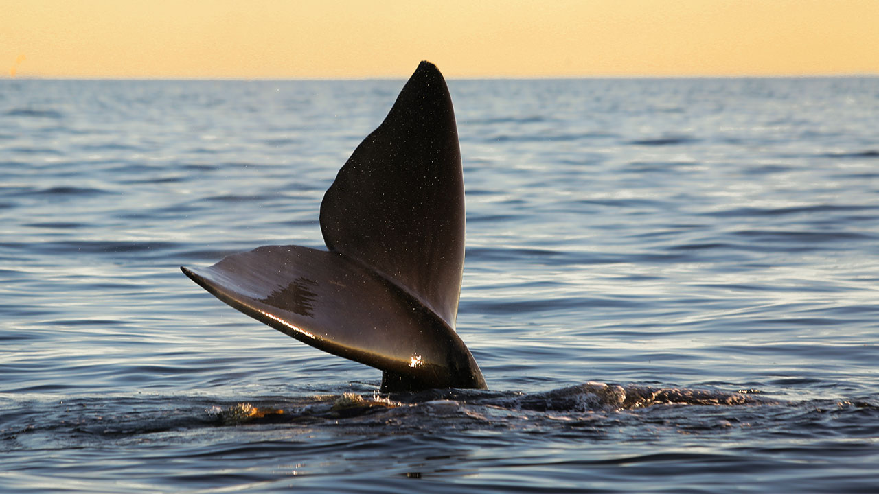 Avistaje de Ballenas - foto 1
