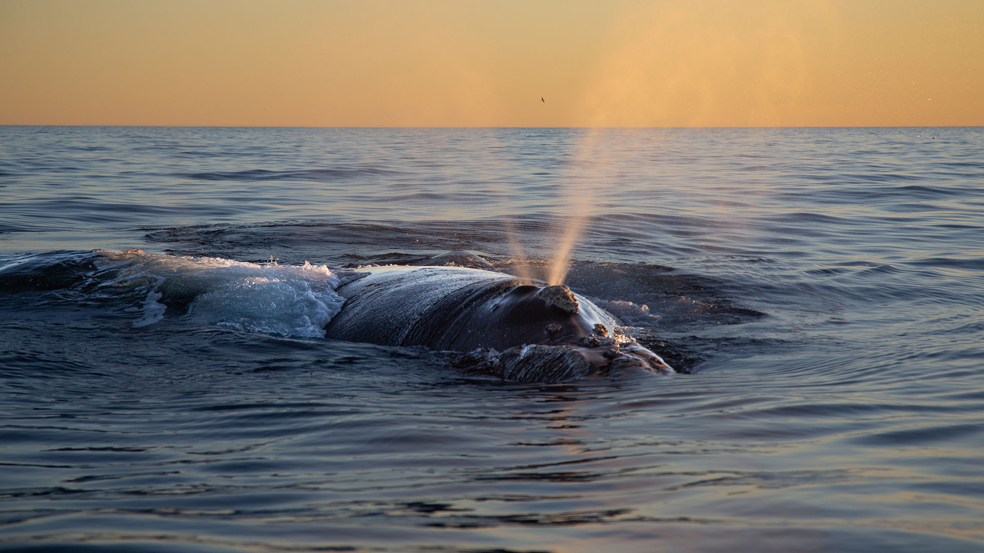 Avistaje de ballenas
