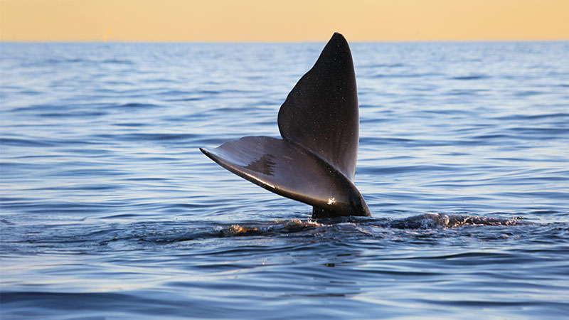 Puerto Madryn - foto 1