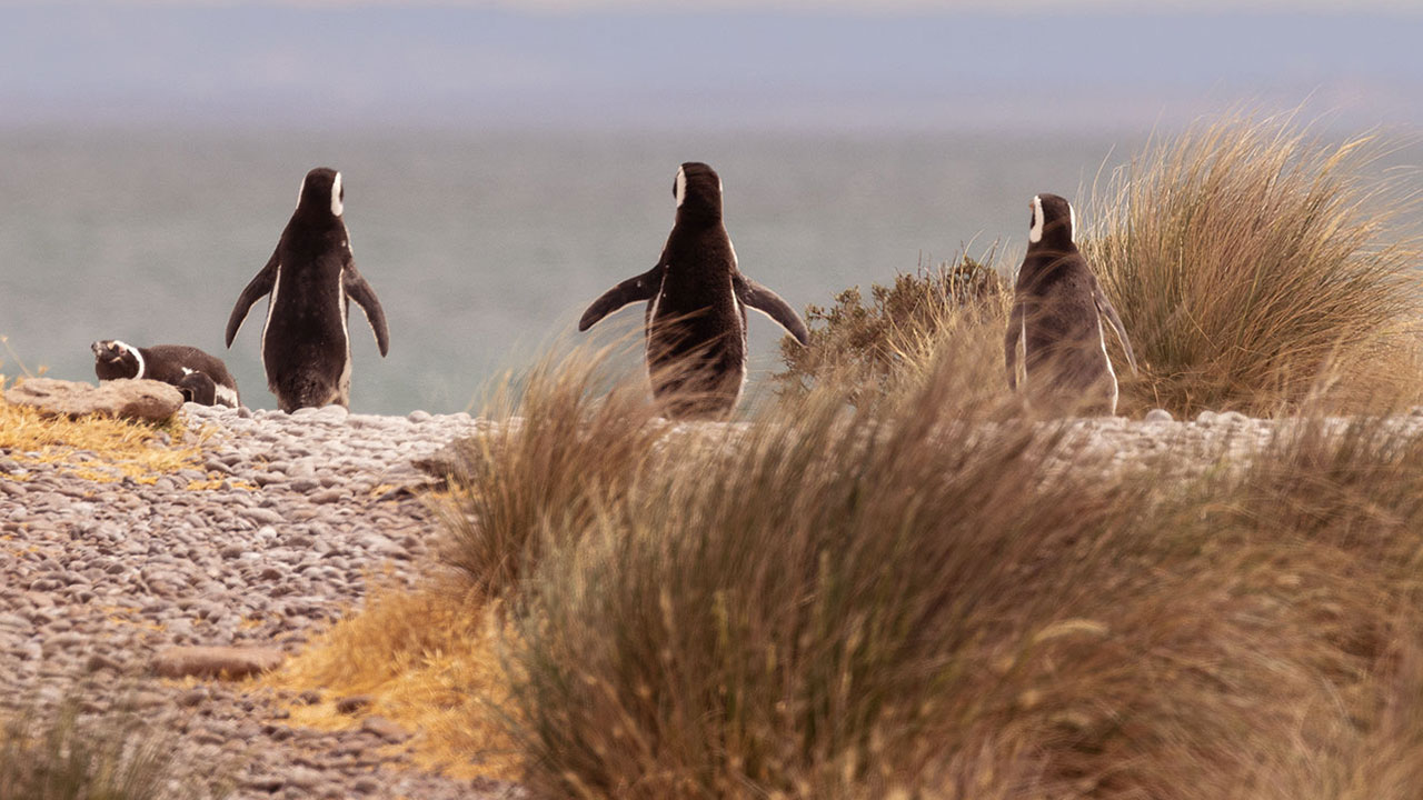 Pingüinos - foto 1